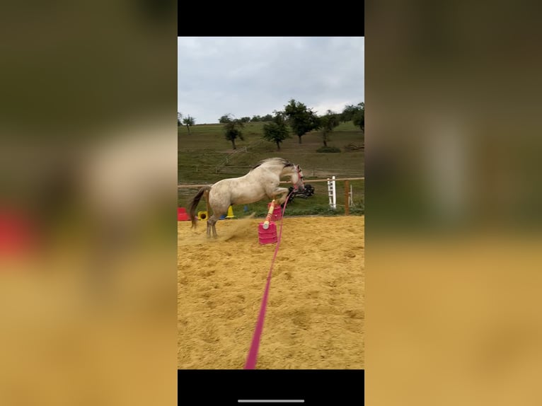 Poni cuarto de milla Mestizo Caballo castrado 14 años 138 cm White/Blanco in Nagold