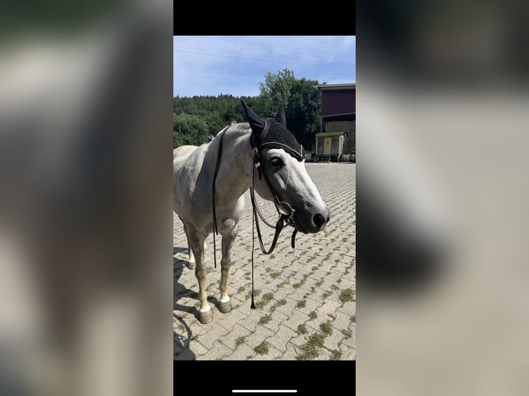 Poni cuarto de milla Mestizo Caballo castrado 14 años 138 cm White/Blanco in Nagold