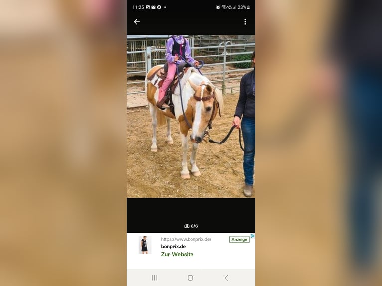 Poni cuarto de milla Caballo castrado 14 años 140 cm Pío in Horgau