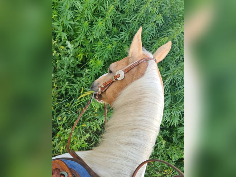 Poni cuarto de milla Caballo castrado 14 años 140 cm Pío in Horgau