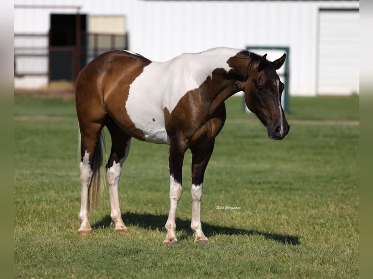 Poni cuarto de milla Caballo castrado 14 años 142 cm Pío in Ripley