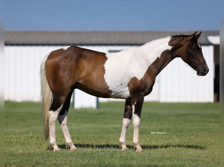 Poni cuarto de milla Caballo castrado 14 años 142 cm Pío in Ripley