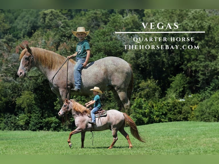 Poni cuarto de milla Caballo castrado 14 años Ruano alazán in Parkers Lake, KY