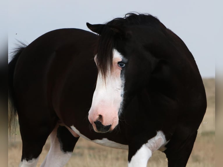 Poni cuarto de milla Caballo castrado 15 años 127 cm Negro in Canyon TX