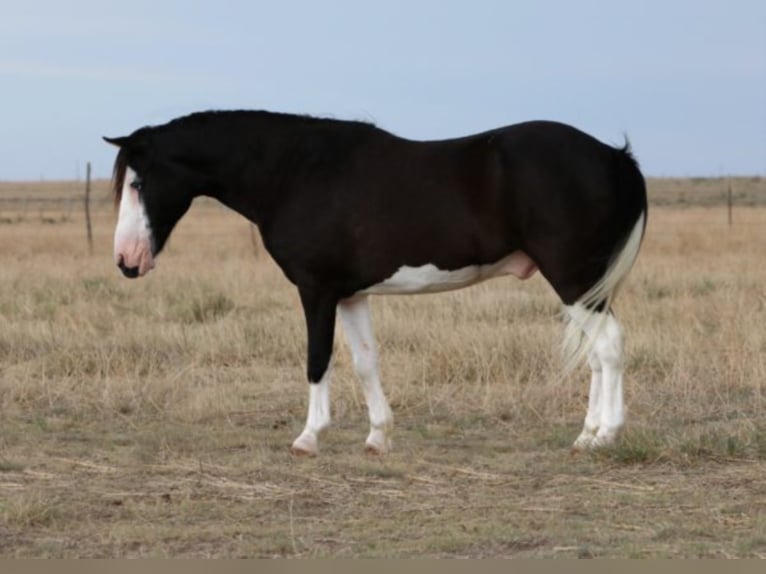 Poni cuarto de milla Caballo castrado 15 años 127 cm Negro in Canyon TX