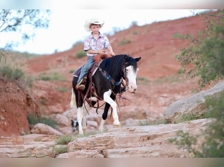 Poni cuarto de milla Caballo castrado 15 años 127 cm Negro in Canyon TX