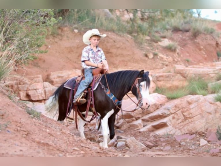 Poni cuarto de milla Caballo castrado 15 años 127 cm Negro in Canyon TX