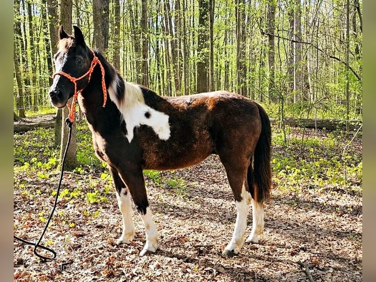 Poni cuarto de milla Caballo castrado 15 años 132 cm Tobiano-todas las-capas in Gillsville, GA