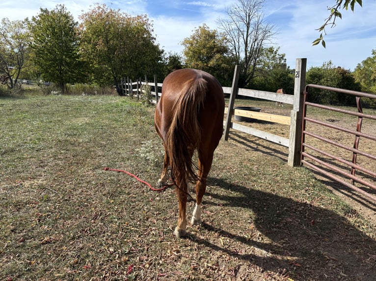 Poni cuarto de milla Caballo castrado 15 años 142 cm Alazán-tostado in Fairport, NY