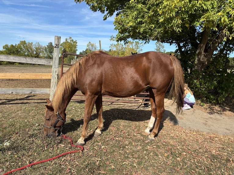 Poni cuarto de milla Caballo castrado 15 años 142 cm Alazán-tostado in Fairport, NY