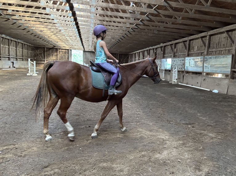Poni cuarto de milla Caballo castrado 15 años 142 cm Alazán-tostado in Fairport, NY