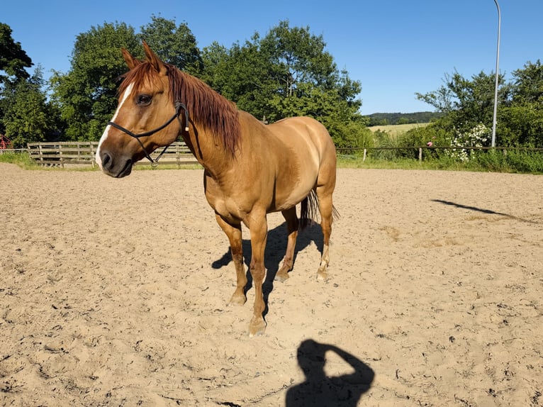 Poni cuarto de milla Caballo castrado 15 años 147 cm Red Dun/Cervuno in Modautal