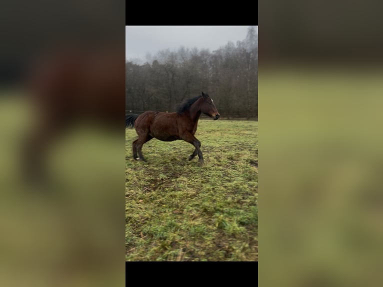 Poni cuarto de milla Mestizo Caballo castrado 15 años 150 cm Castaño in Merten