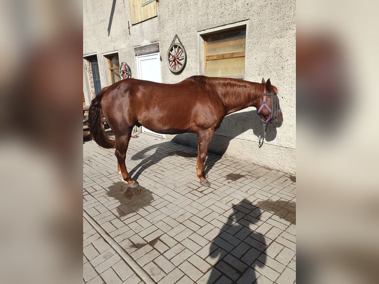 Poni cuarto de milla Caballo castrado 16 años 142 cm Alazán-tostado in Hinsdorf