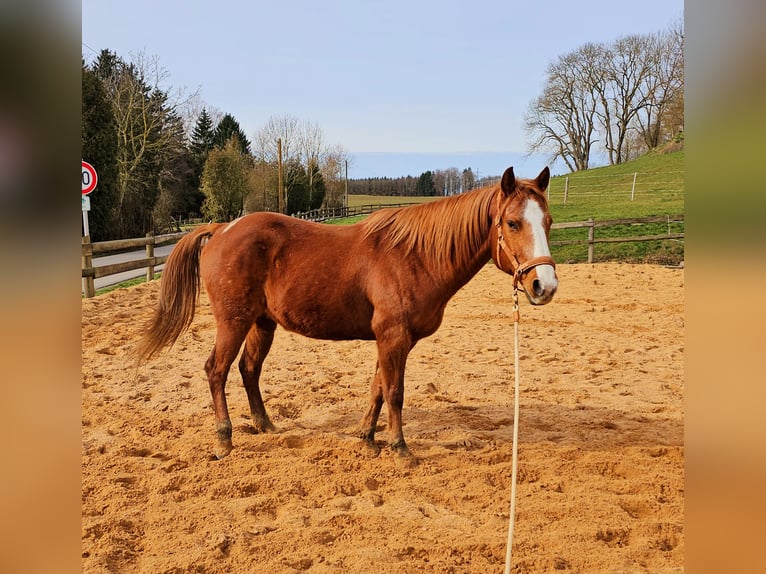 Poni cuarto de milla Caballo castrado 16 años 155 cm Alazán in Wertingen