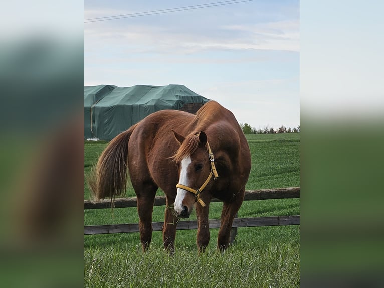 Poni cuarto de milla Caballo castrado 16 años 155 cm Alazán in Wertingen