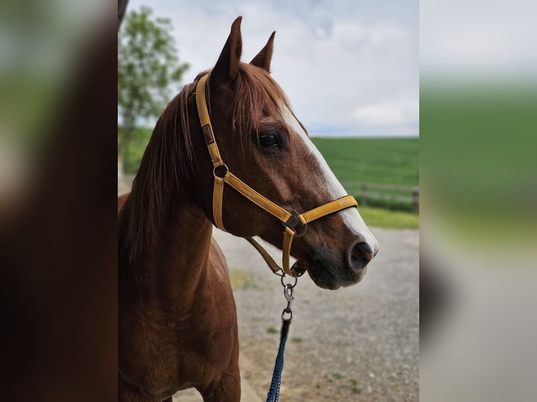 Poni cuarto de milla Caballo castrado 16 años 155 cm Alazán in Wertingen