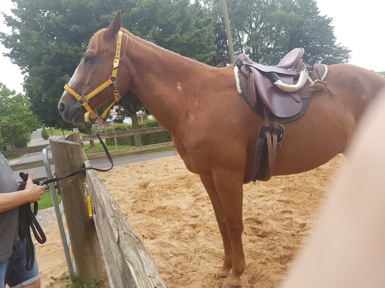 Poni cuarto de milla Caballo castrado 16 años 155 cm Alazán in Wertingen