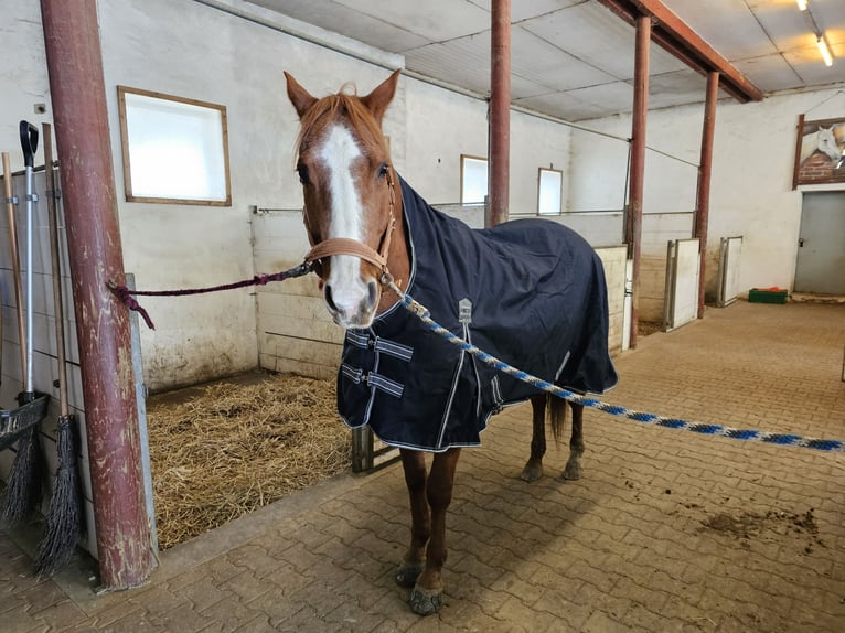 Poni cuarto de milla Caballo castrado 16 años 155 cm Alazán in Wertingen