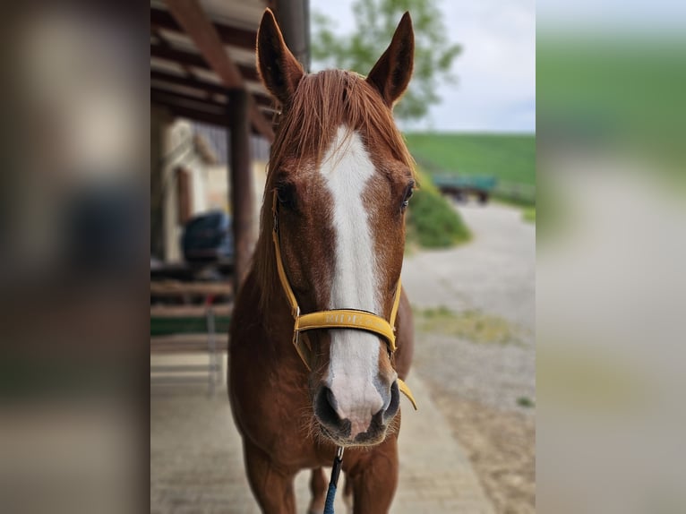 Poni cuarto de milla Caballo castrado 16 años 155 cm Alazán in Wertingen