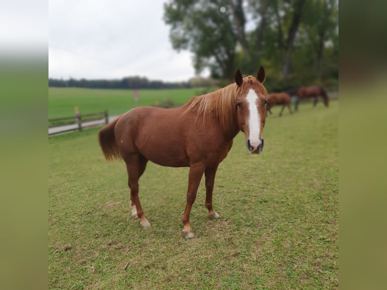 Poni cuarto de milla Caballo castrado 16 años 155 cm Alazán in Wertingen