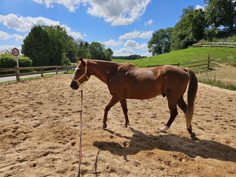 Poni cuarto de milla Caballo castrado 16 años 155 cm Alazán in Wertingen