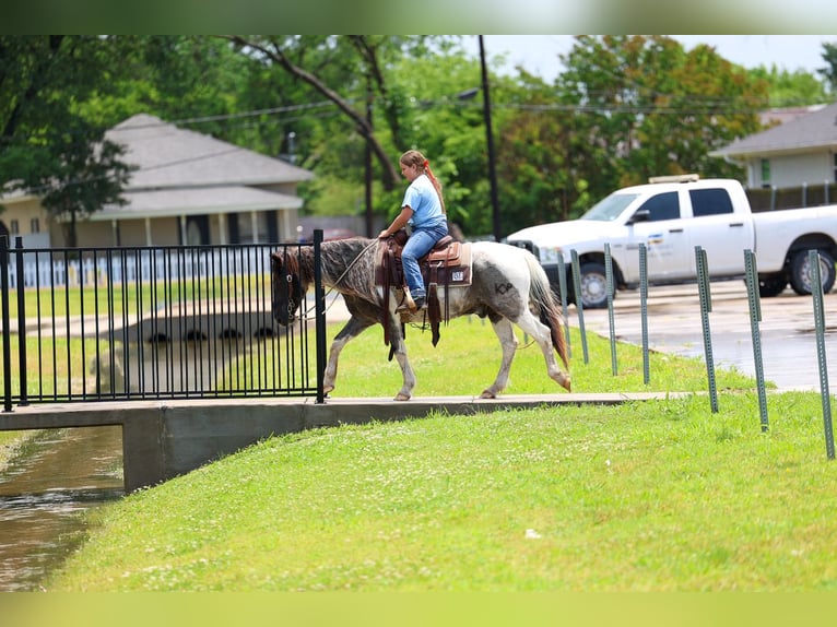 Poni cuarto de milla Caballo castrado 19 años 132 cm Pío in Forney