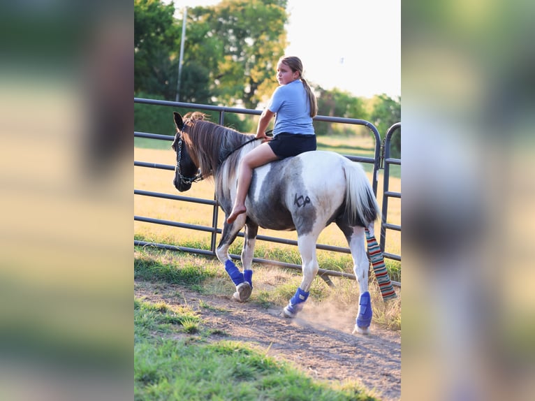 Poni cuarto de milla Caballo castrado 19 años 132 cm Pío in Forney