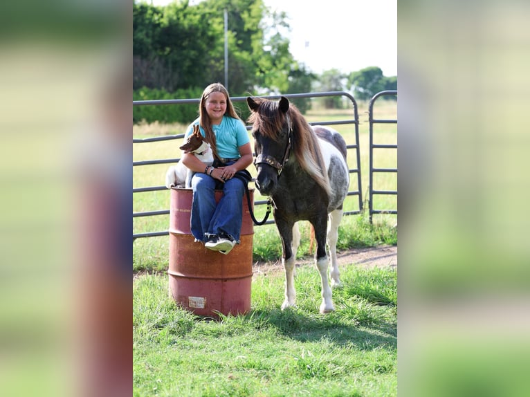 Poni cuarto de milla Caballo castrado 19 años 132 cm Pío in Forney