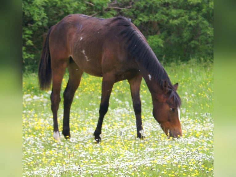 Poni cuarto de milla Caballo castrado 1 año 146 cm Overo-todas las-capas in Velpke
