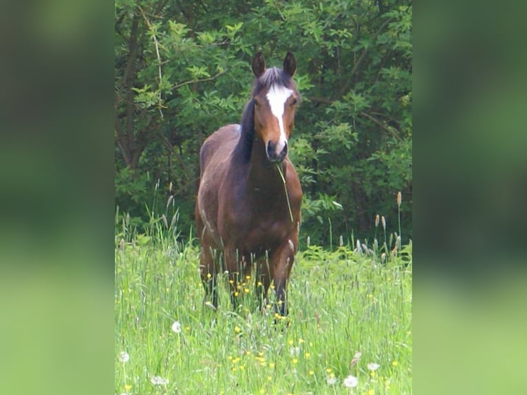 Poni cuarto de milla Caballo castrado 1 año 146 cm Overo-todas las-capas in Velpke