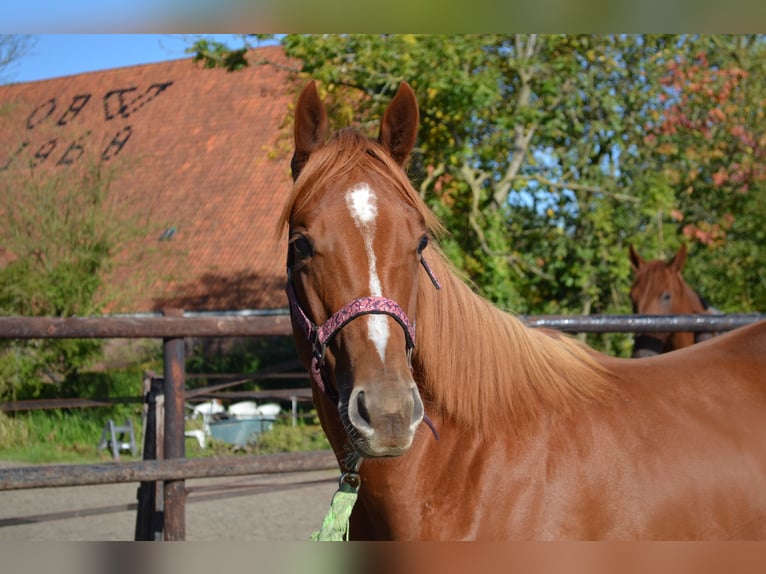 Poni cuarto de milla Caballo castrado 1 año 150 cm Alazán rojizo in Sneek