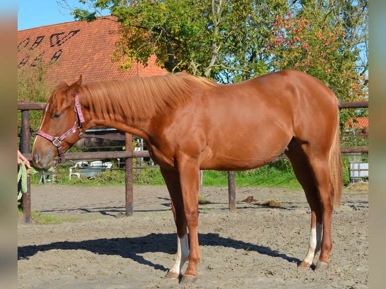 Poni cuarto de milla Caballo castrado 2 años 150 cm Alazán rojizo in Sneek