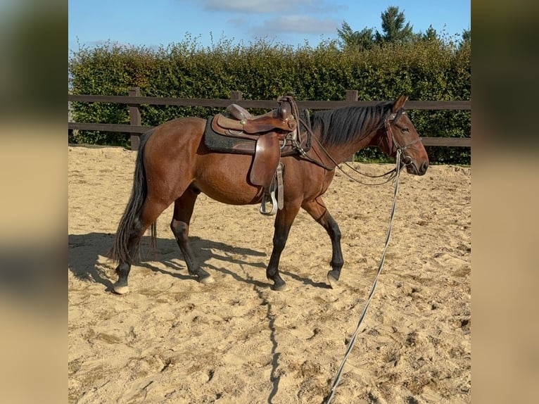 Poni cuarto de milla Mestizo Caballo castrado 2 años 150 cm Castaño in Daleiden