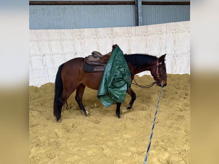 Poni cuarto de milla Mestizo Caballo castrado 2 años 150 cm Castaño in Daleiden