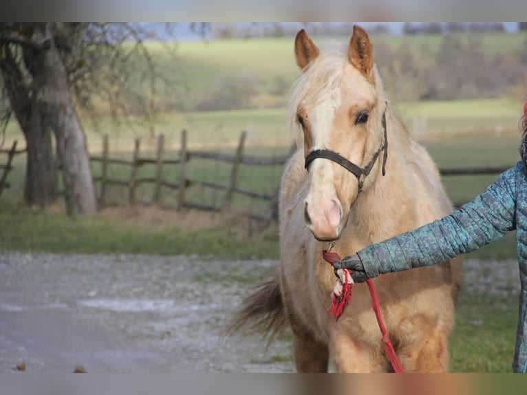 Poni cuarto de milla Mestizo Caballo castrado 2 años 150 cm Palomino in Buchen (Odenwald)