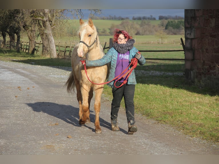 Poni cuarto de milla Mestizo Caballo castrado 2 años 150 cm Palomino in Buchen (Odenwald)