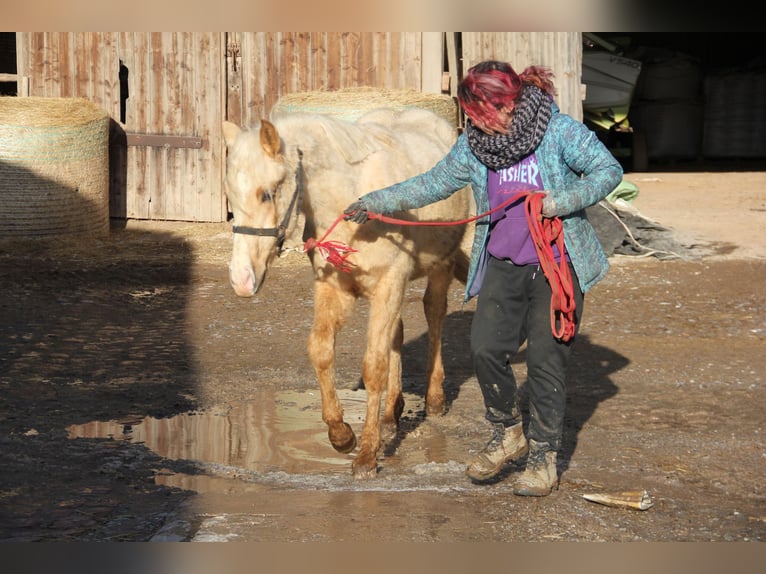 Poni cuarto de milla Mestizo Caballo castrado 2 años 150 cm Palomino in Buchen (Odenwald)