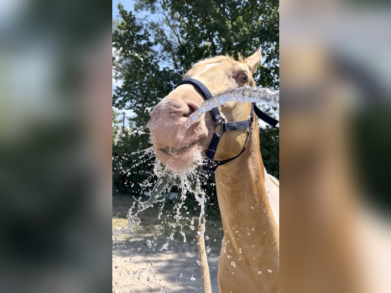 Poni cuarto de milla Caballo castrado 2 años 150 cm Pío in Gimbsheim