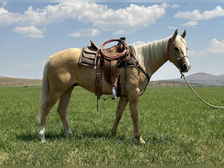 Poni cuarto de milla Caballo castrado 2 años in Austin