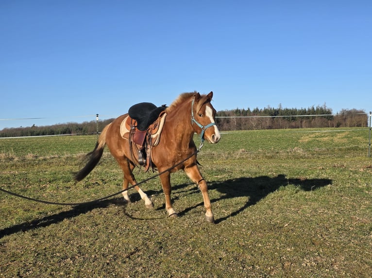Poni cuarto de milla Caballo castrado 3 años 136 cm Rabicano in Rettert
