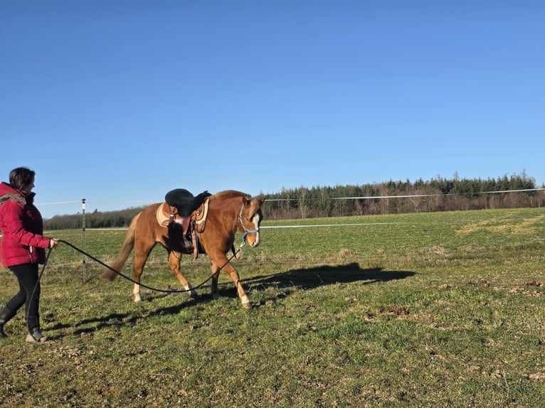 Poni cuarto de milla Caballo castrado 3 años 136 cm Rabicano in Rettert