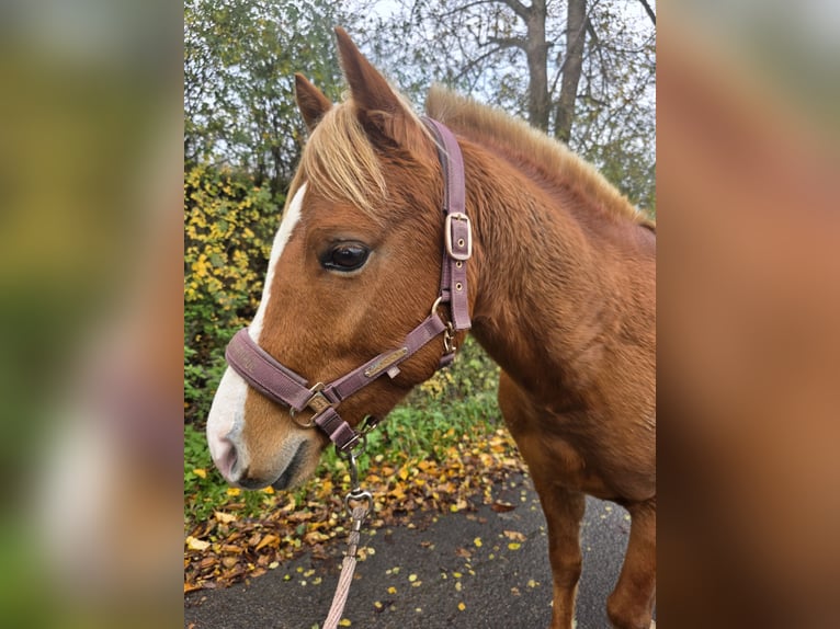 Poni cuarto de milla Caballo castrado 3 años 136 cm Rabicano in Rettert