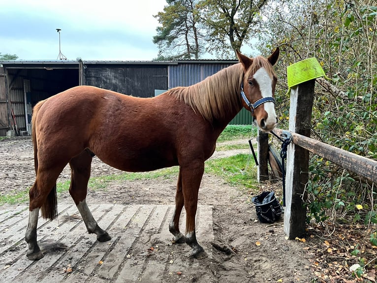 Poni cuarto de milla Caballo castrado 3 años 145 cm Alazán in Tarmstedt