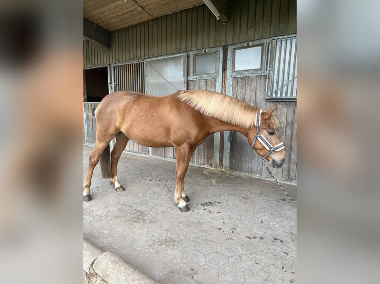 Poni cuarto de milla Mestizo Caballo castrado 3 años 148 cm Alazán in Ahaus