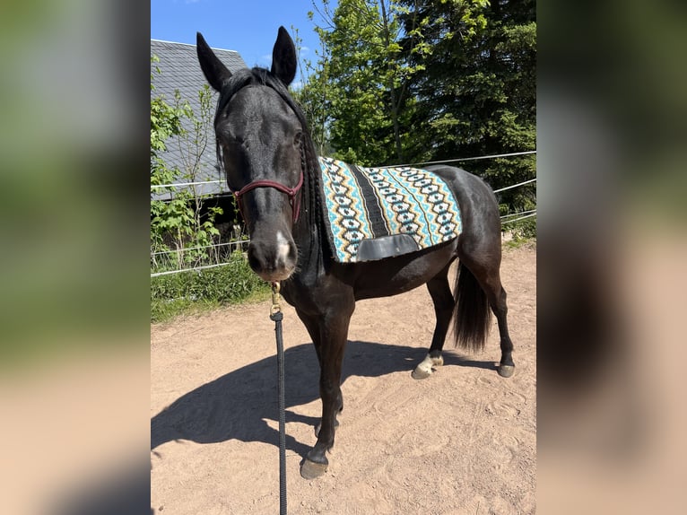 Poni cuarto de milla Caballo castrado 3 años 152 cm Negro in Helmbrechts