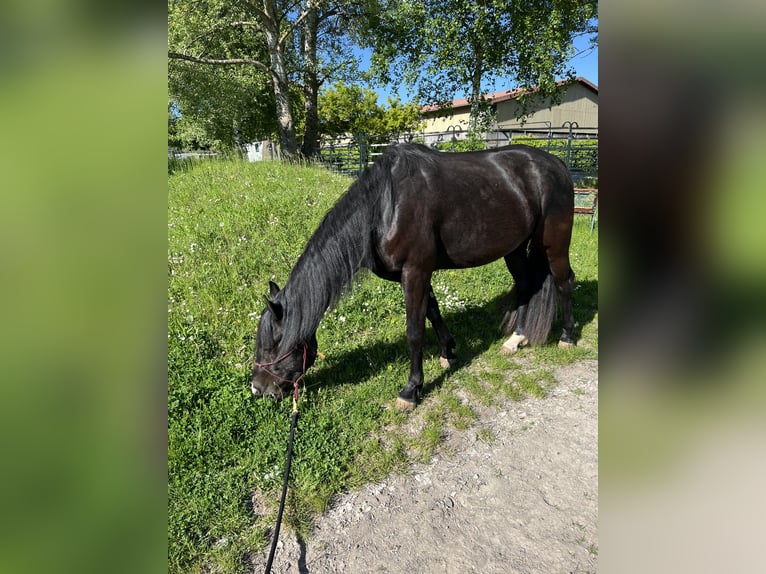 Poni cuarto de milla Caballo castrado 3 años 152 cm Negro in Helmbrechts