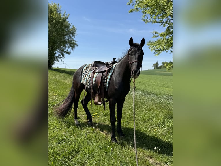 Poni cuarto de milla Caballo castrado 3 años 152 cm Negro in Helmbrechts