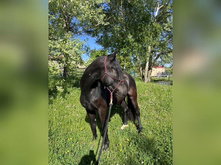 Poni cuarto de milla Caballo castrado 3 años 152 cm Negro in Helmbrechts