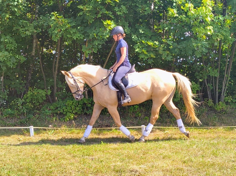 Poni cuarto de milla Caballo castrado 3 años 155 cm Palomino in Leszno Dolne